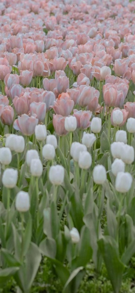手机壁纸 愿你如花般芬芳